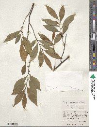 Eurya japonica image