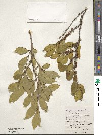 Eurya japonica image