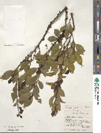 Eurya japonica image