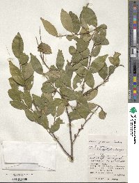 Eurya japonica image