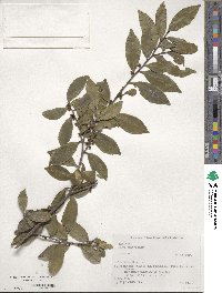 Eurya japonica image