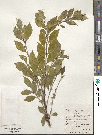 Eurya japonica image