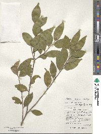 Eurya japonica image