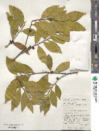 Eurya japonica image