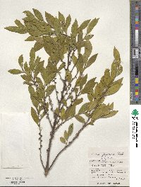 Eurya japonica image