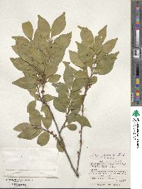 Eurya japonica image