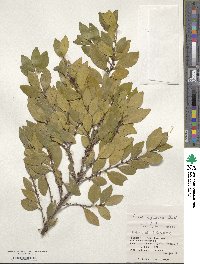 Eurya japonica image