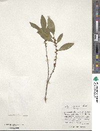 Eurya japonica image