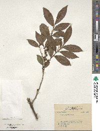 Eurya japonica image