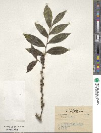 Eurya japonica image