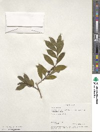 Eurya japonica image