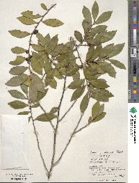 Eurya japonica image