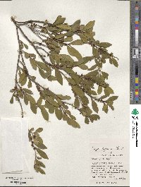 Eurya japonica image