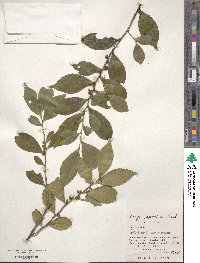 Eurya japonica image