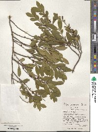 Eurya japonica image