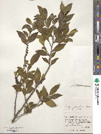 Eurya japonica image