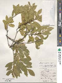 Eurya japonica image