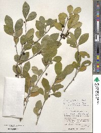 Eurya japonica image