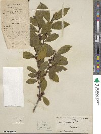 Eurya japonica image