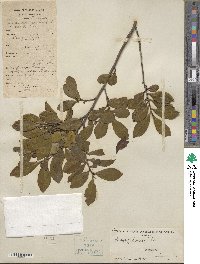 Eurya japonica image