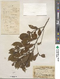 Eurya japonica image