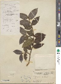 Eurya japonica image