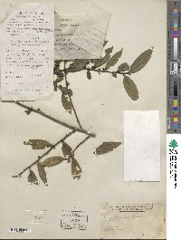 Eurya japonica image