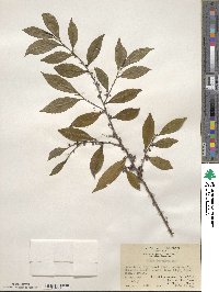 Eurya japonica image