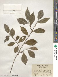 Eurya japonica image