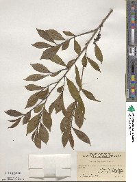 Eurya japonica image