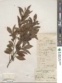 Eurya japonica image