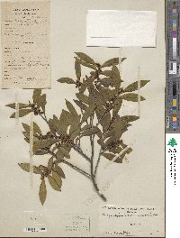 Eurya japonica image