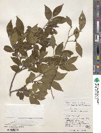 Eurya japonica image