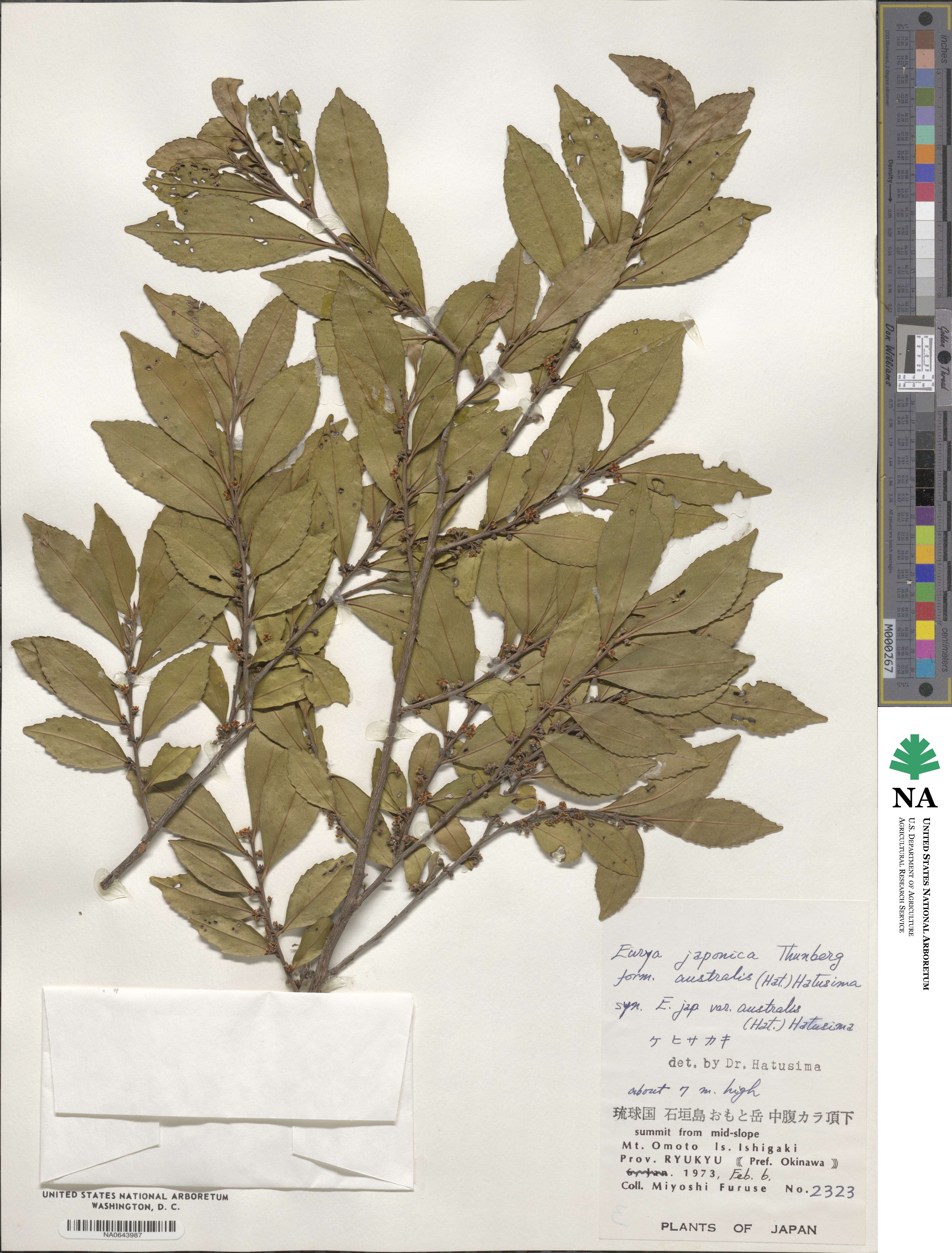 Eurya japonica var. australis image