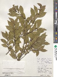 Eurya japonica var. australis image