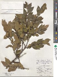 Eurya japonica var. australis image