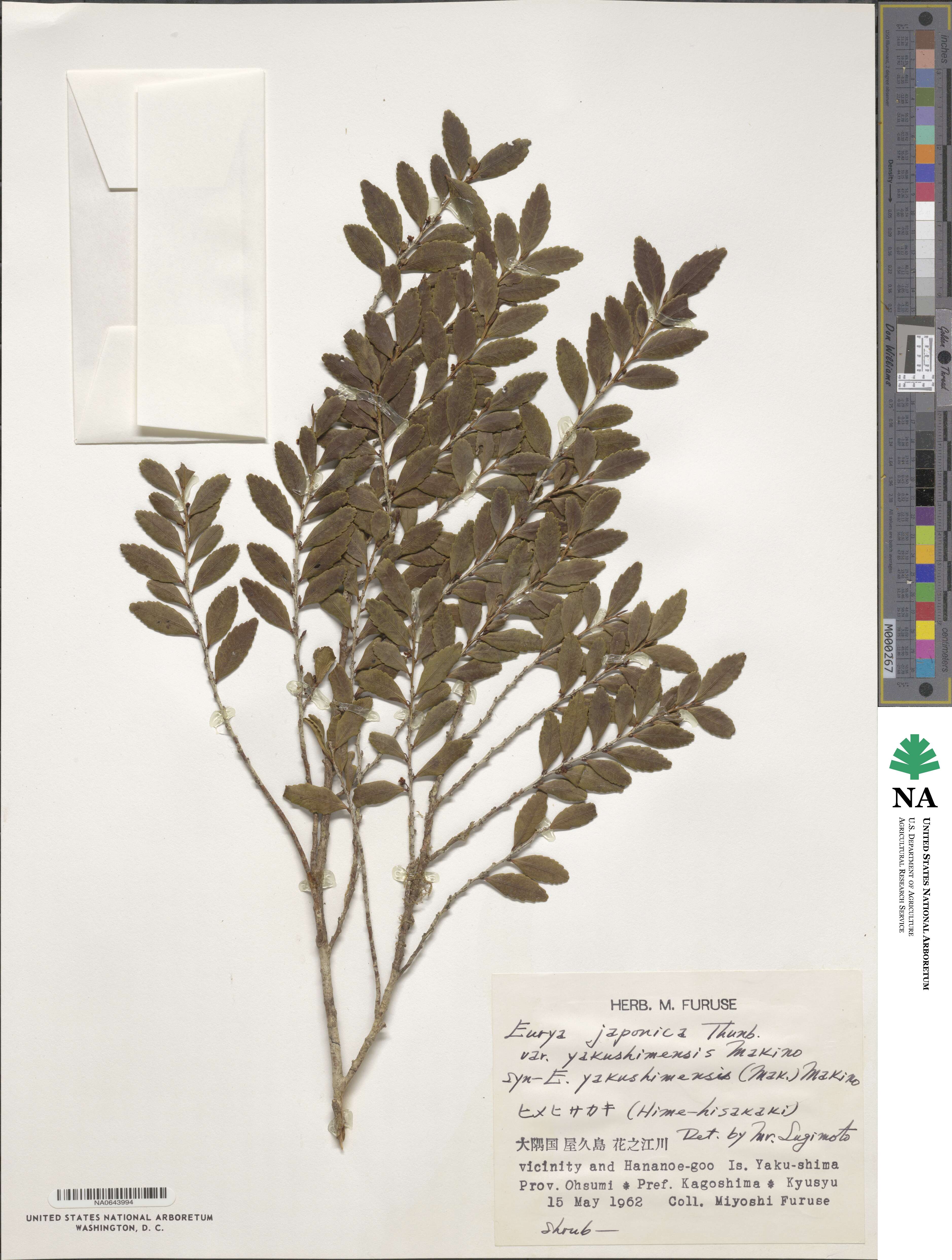 Eurya japonica var. yakushimensis image