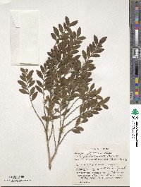 Eurya japonica image