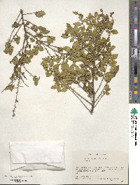 Eurya leptophylla image