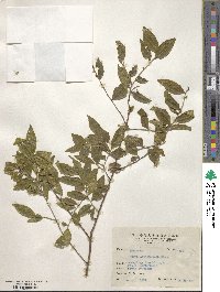 Eurya leptophylla image