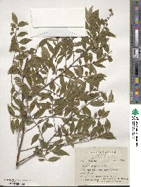 Eurya leptophylla image