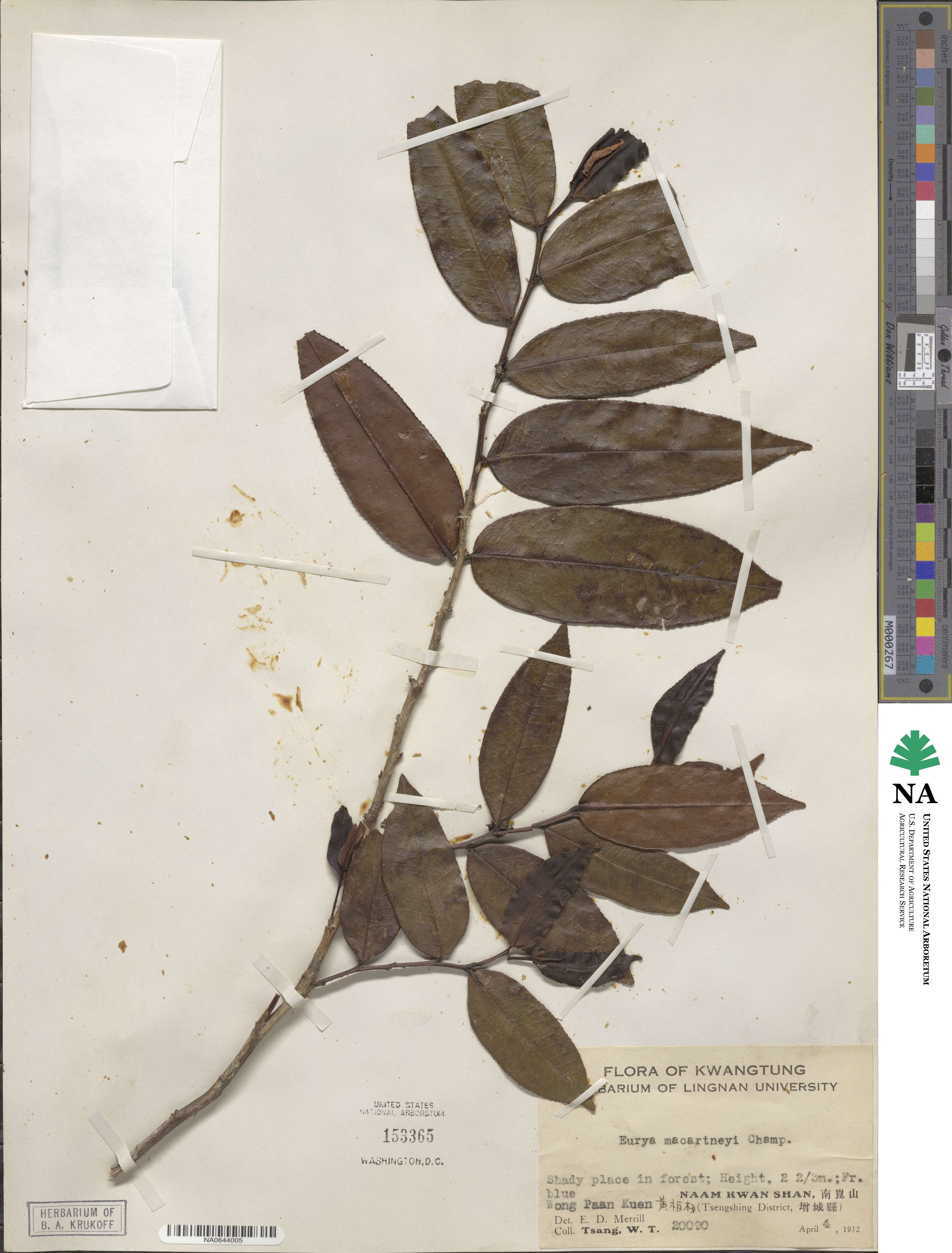 Eurya macartneyi image