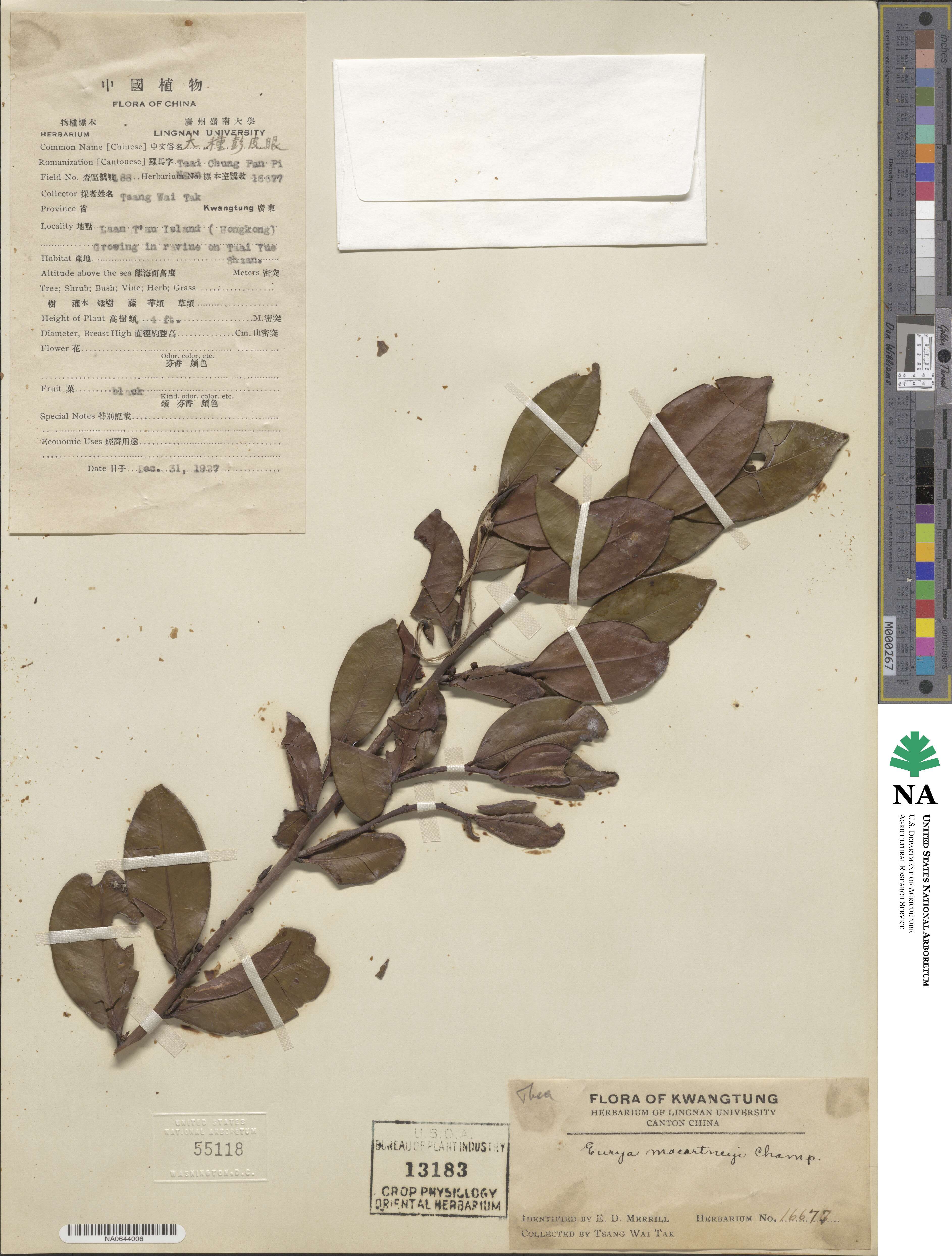 Eurya macartneyi image