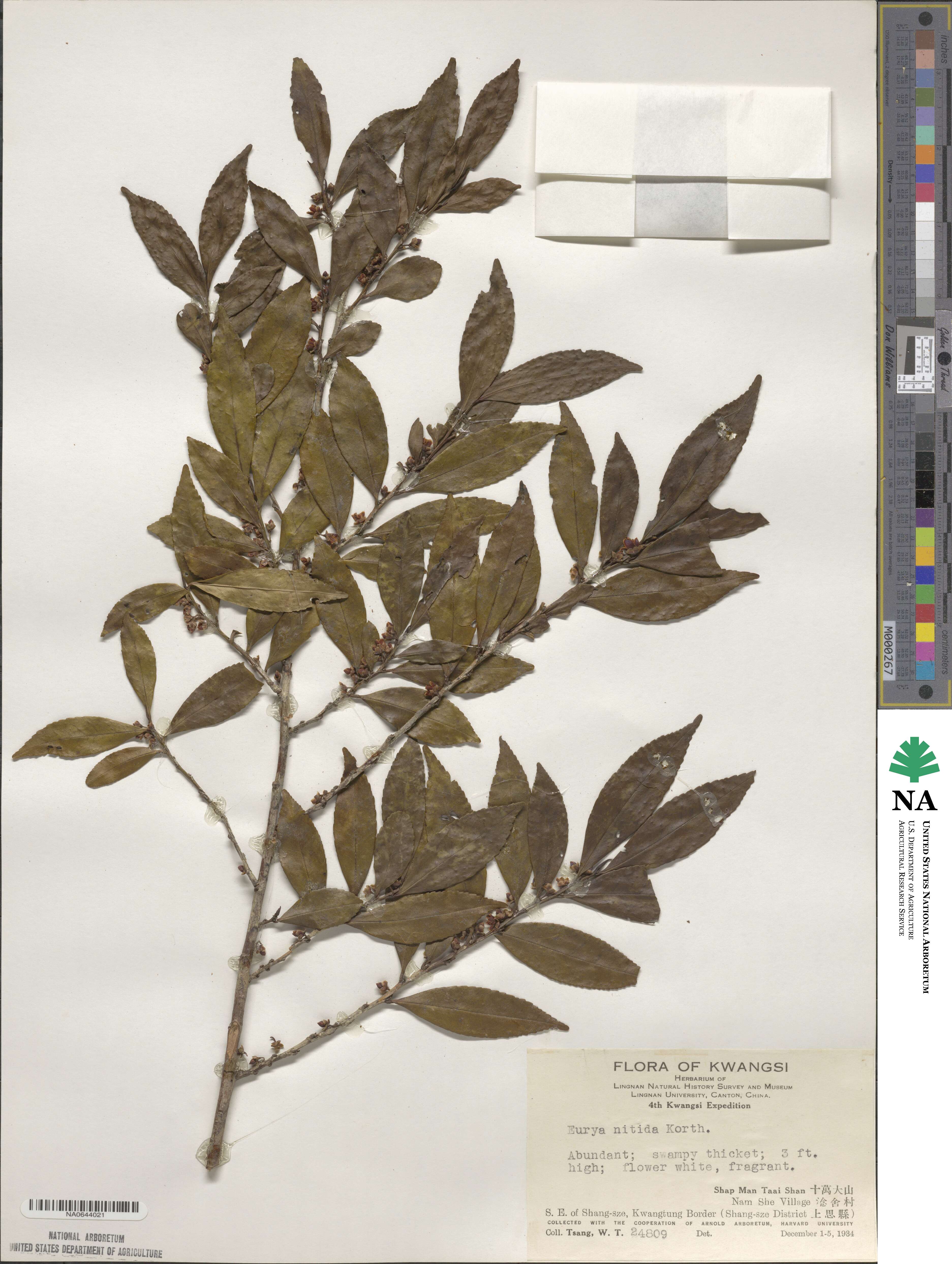 Eurya nitida image