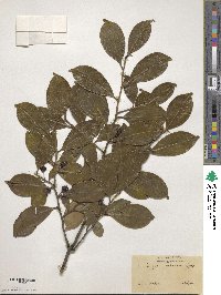 Cleyera japonica image