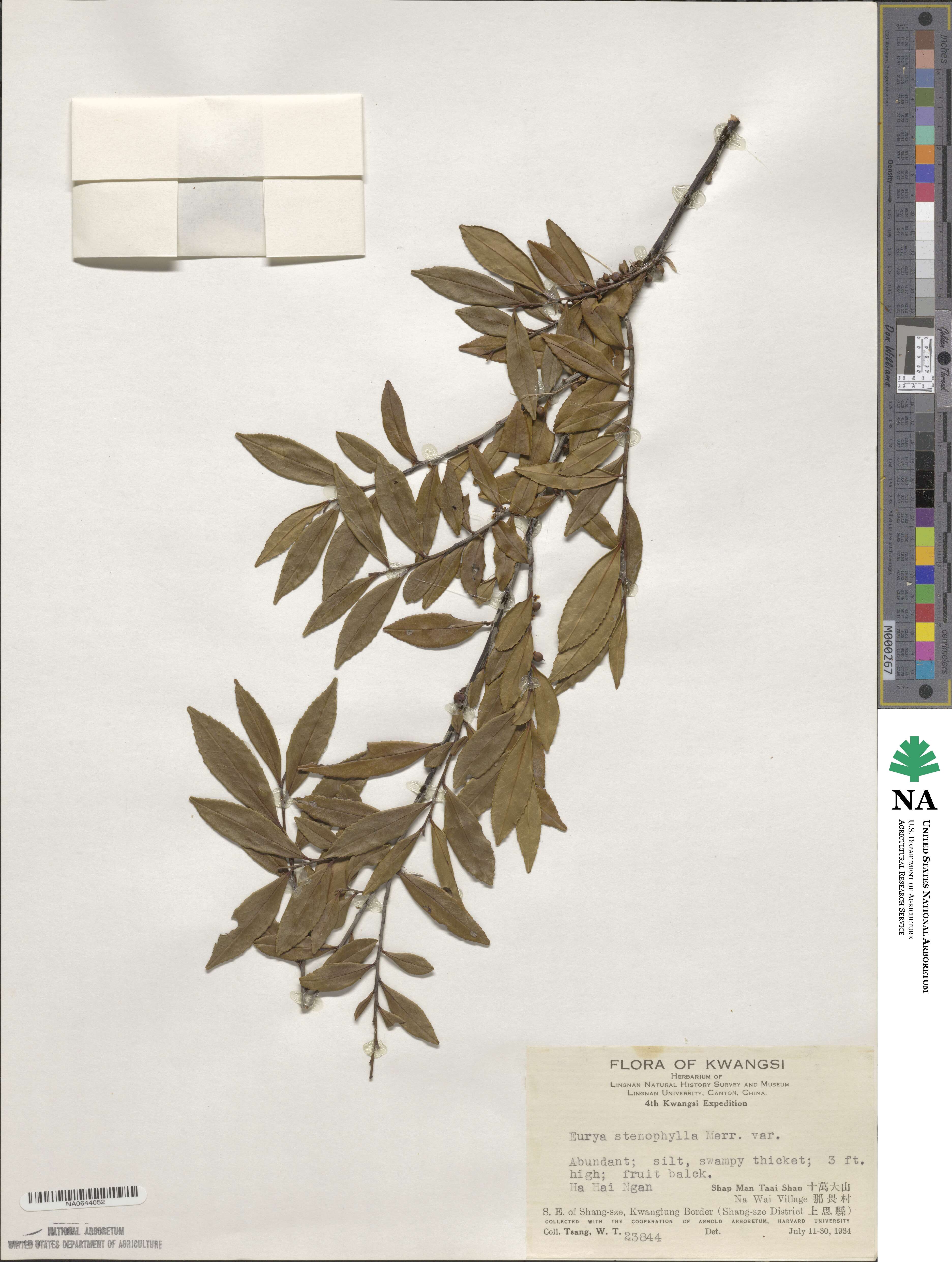Eurya stenophylla image