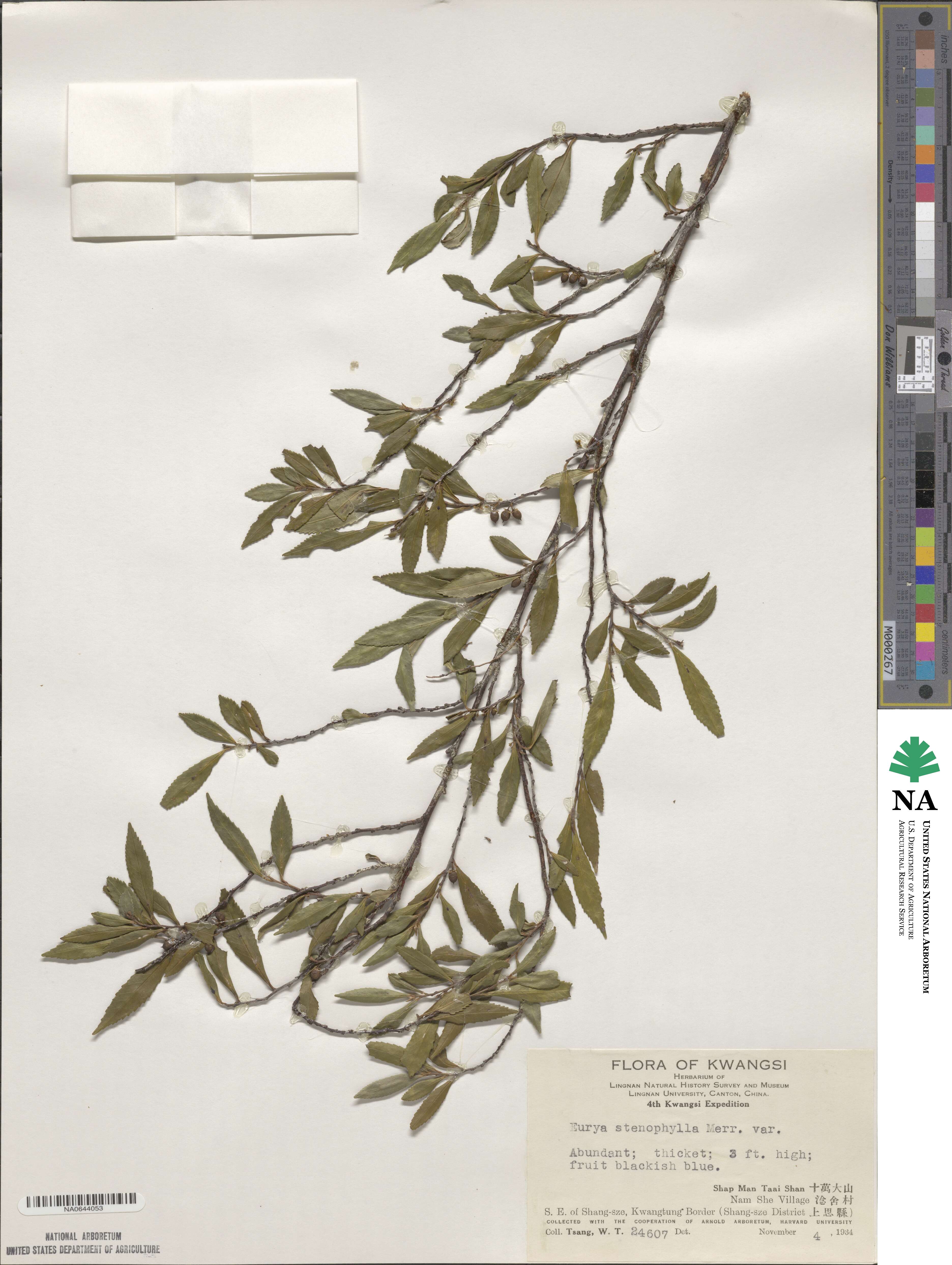 Eurya stenophylla image