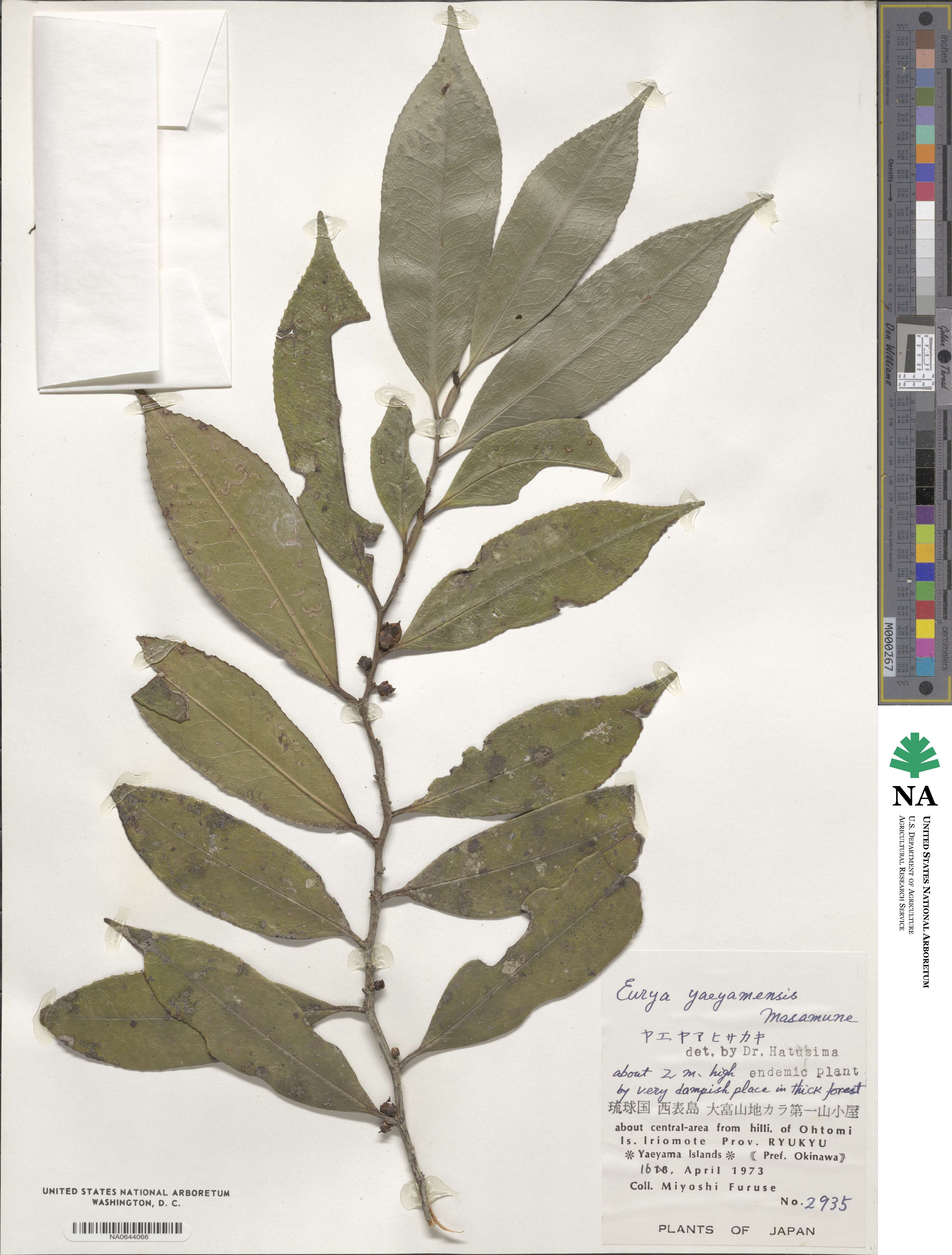 Eurya yaeyamensis image