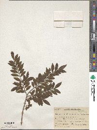 Eurya japonica var. yakushimensis image