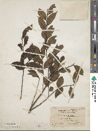 Eurya japonica image